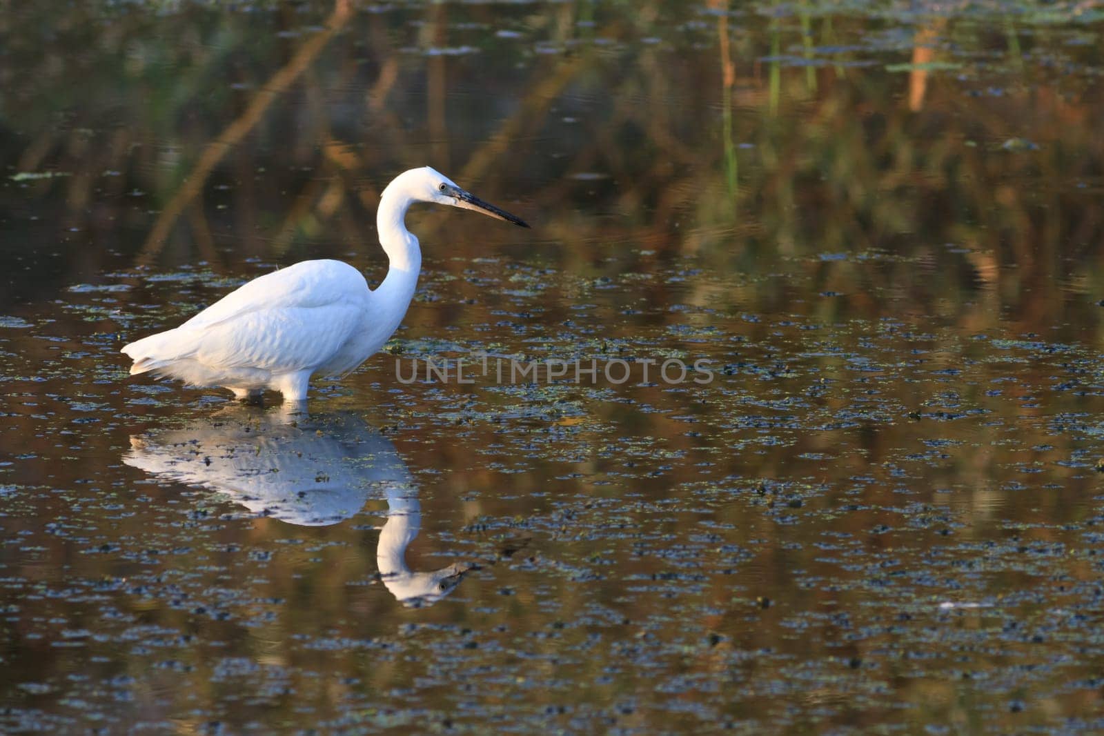 Little egret (Egretta garzetta) standing on a lake