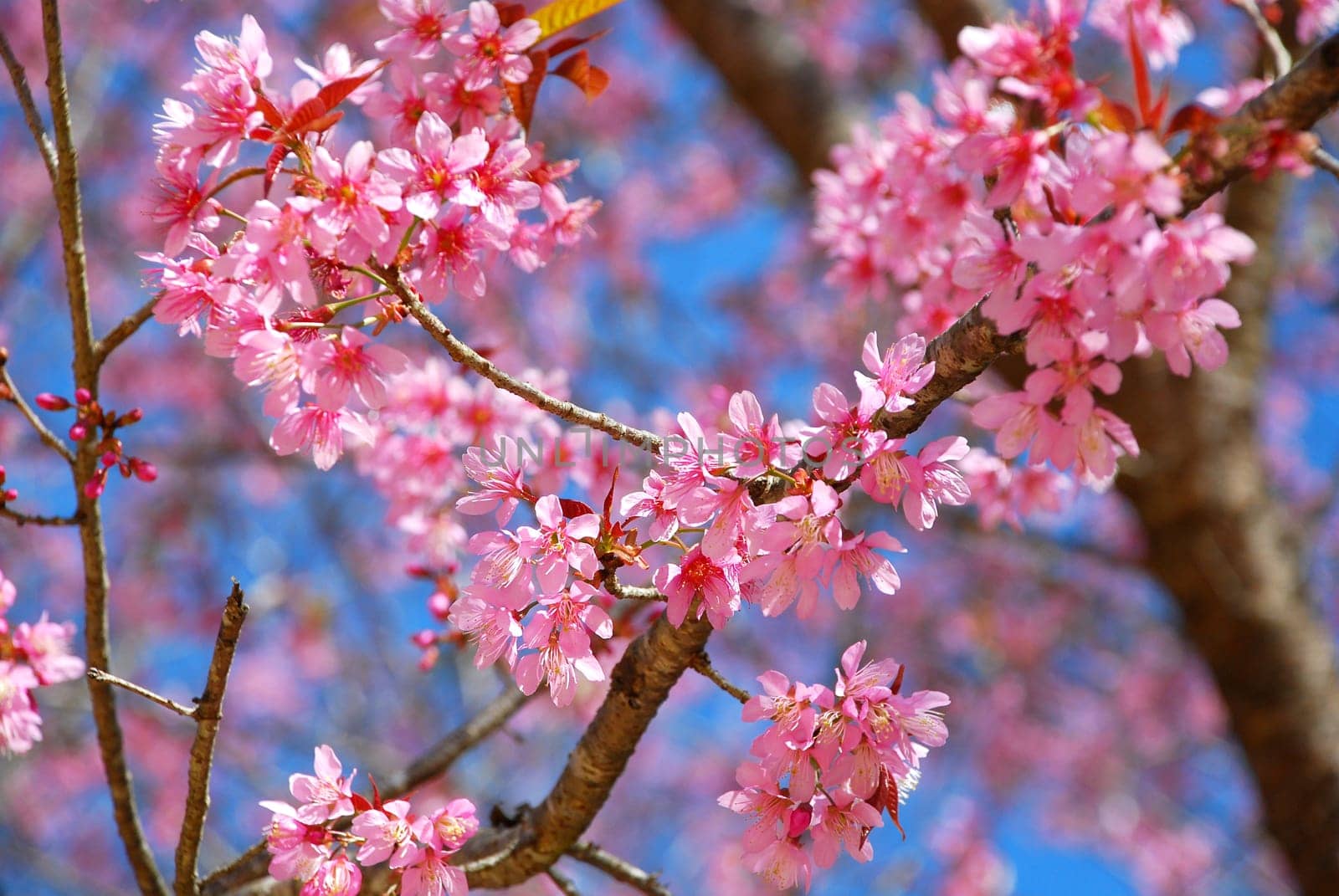 Prunus cerasoides (Wild Himalayan cherry) is a deciduous cherry tree found in East Asia. It is of the family Rosaceae and the genus Prunus. Its range extends in the Himalayas from Himachal Pradesh in India to southwest China and Burma. It grows in the for