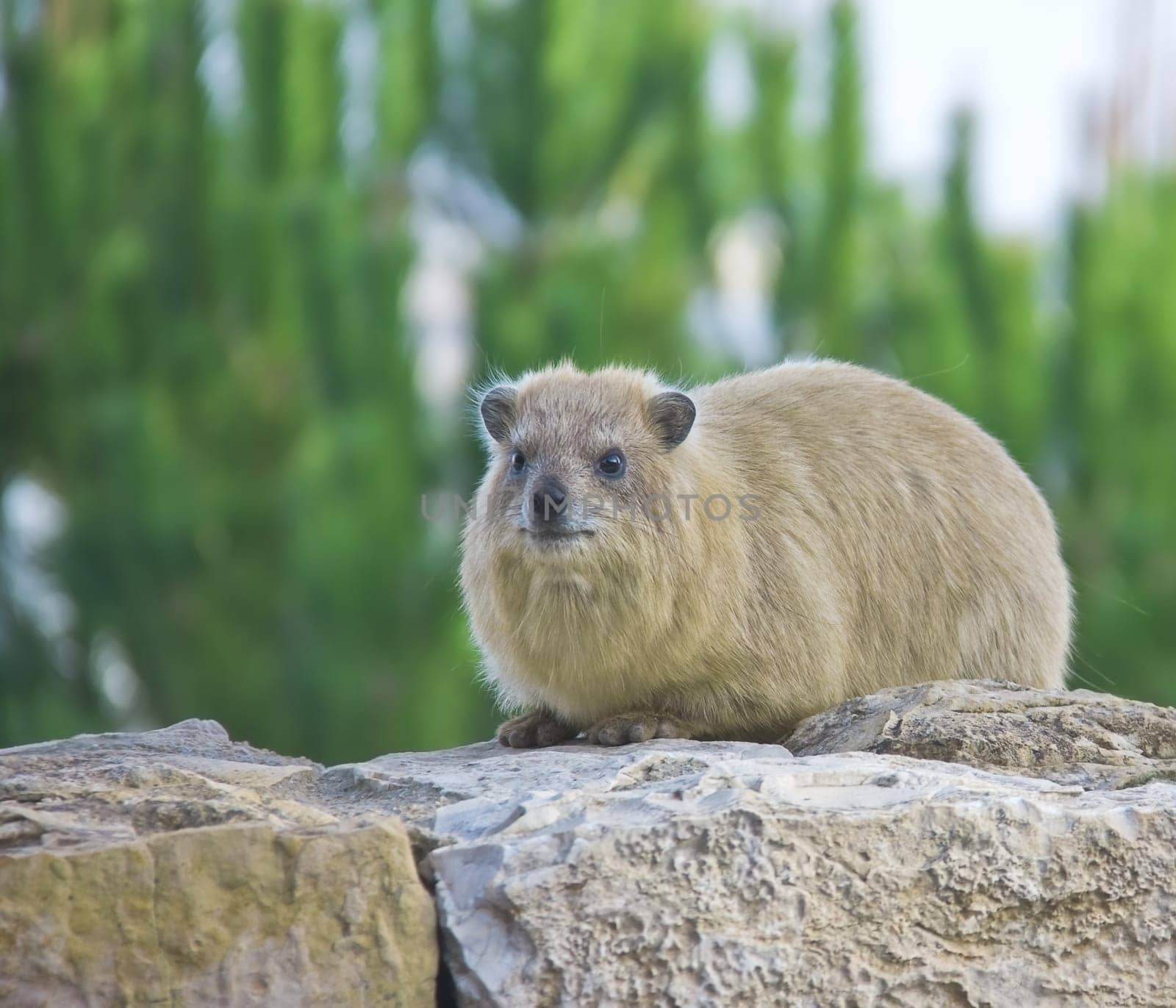 Rock Hyrax (Procavia capensis) on green trees backround