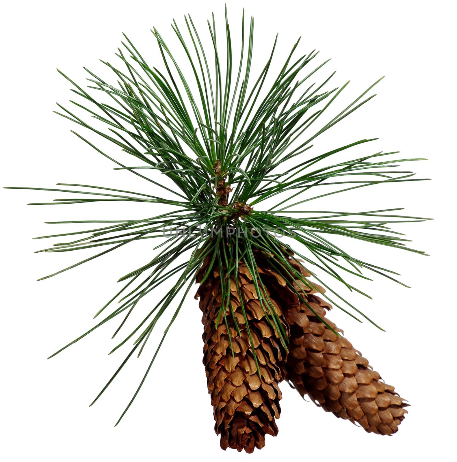 Two fir-cone isolated on white background