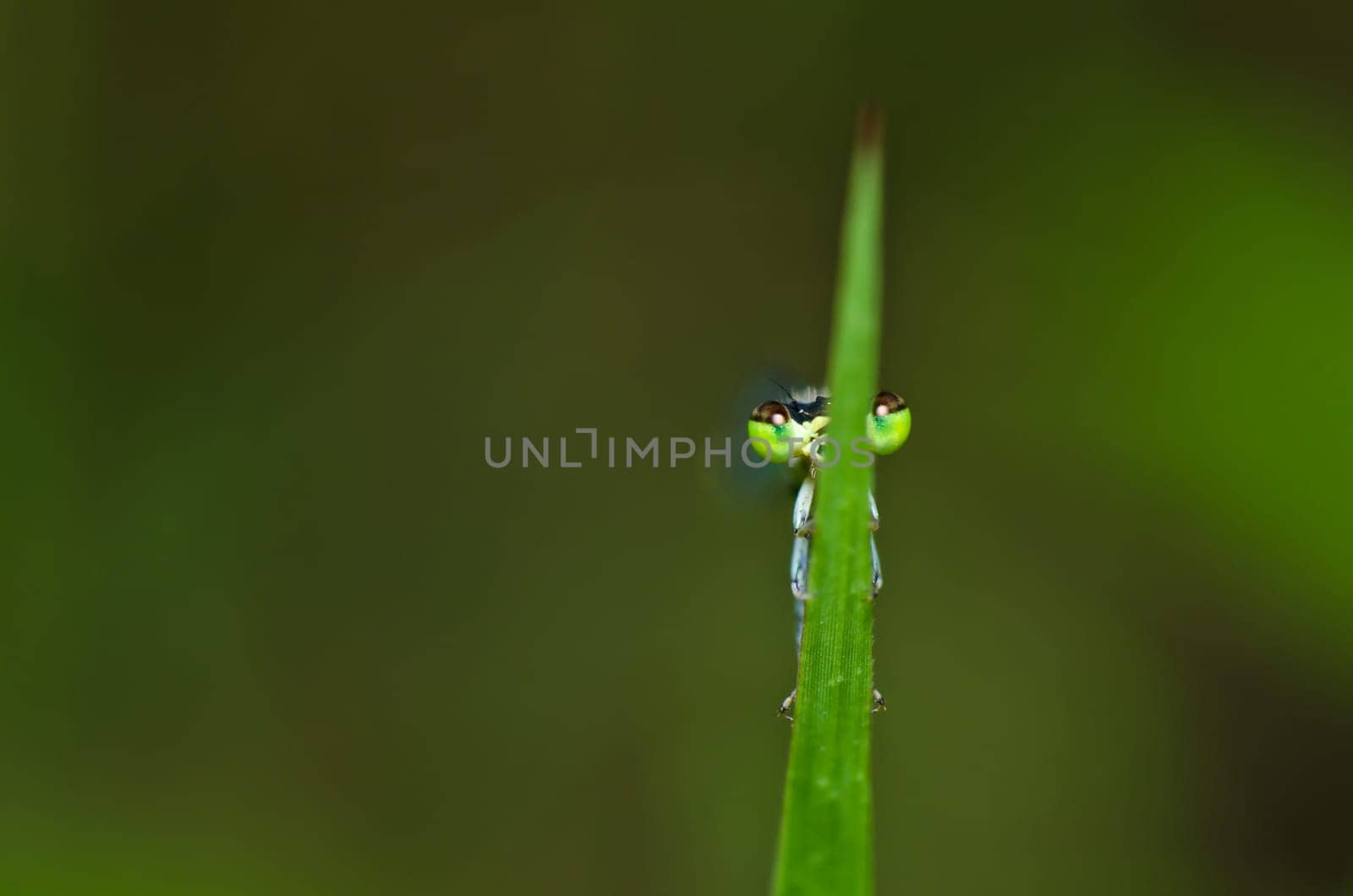 damselfly or little dragonfly in green nature
