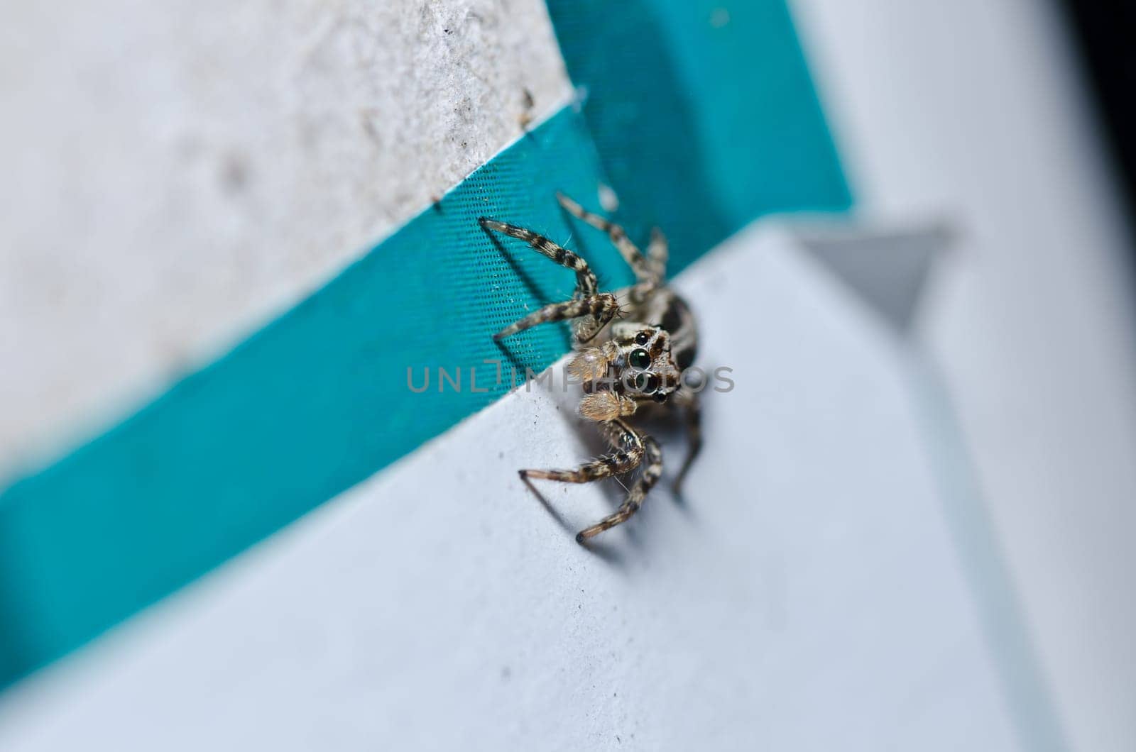 jumping spider in the city or in home
