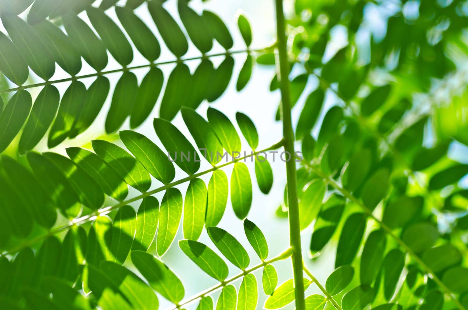 green leaf and sunlight in forest or in green nature