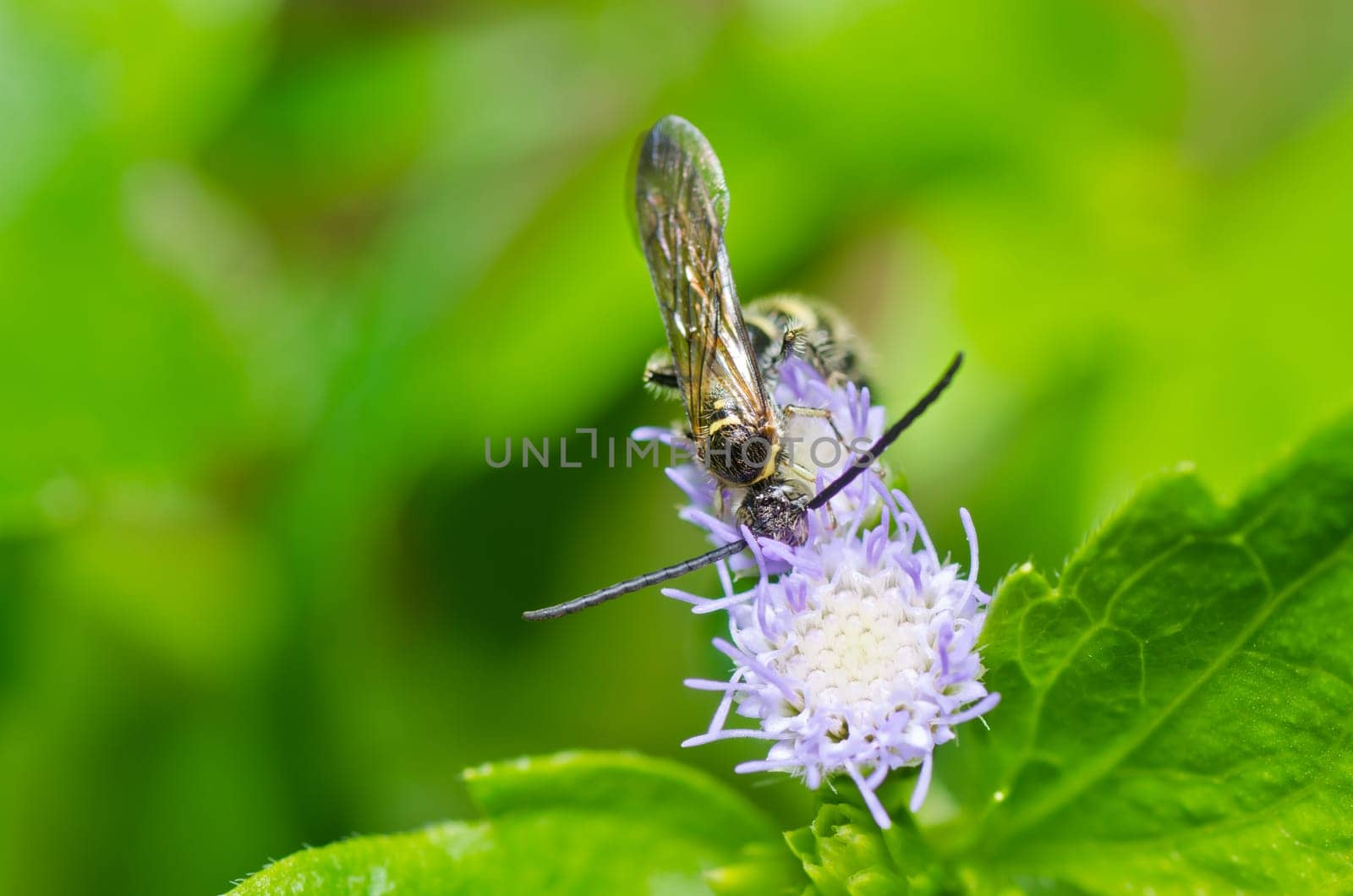 mammoth wasp in green nature or in the garden