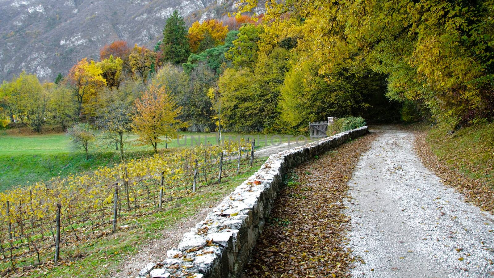 Country road leading to the forest in Autumn colors. Photo taken on the 11th of November, 2009.