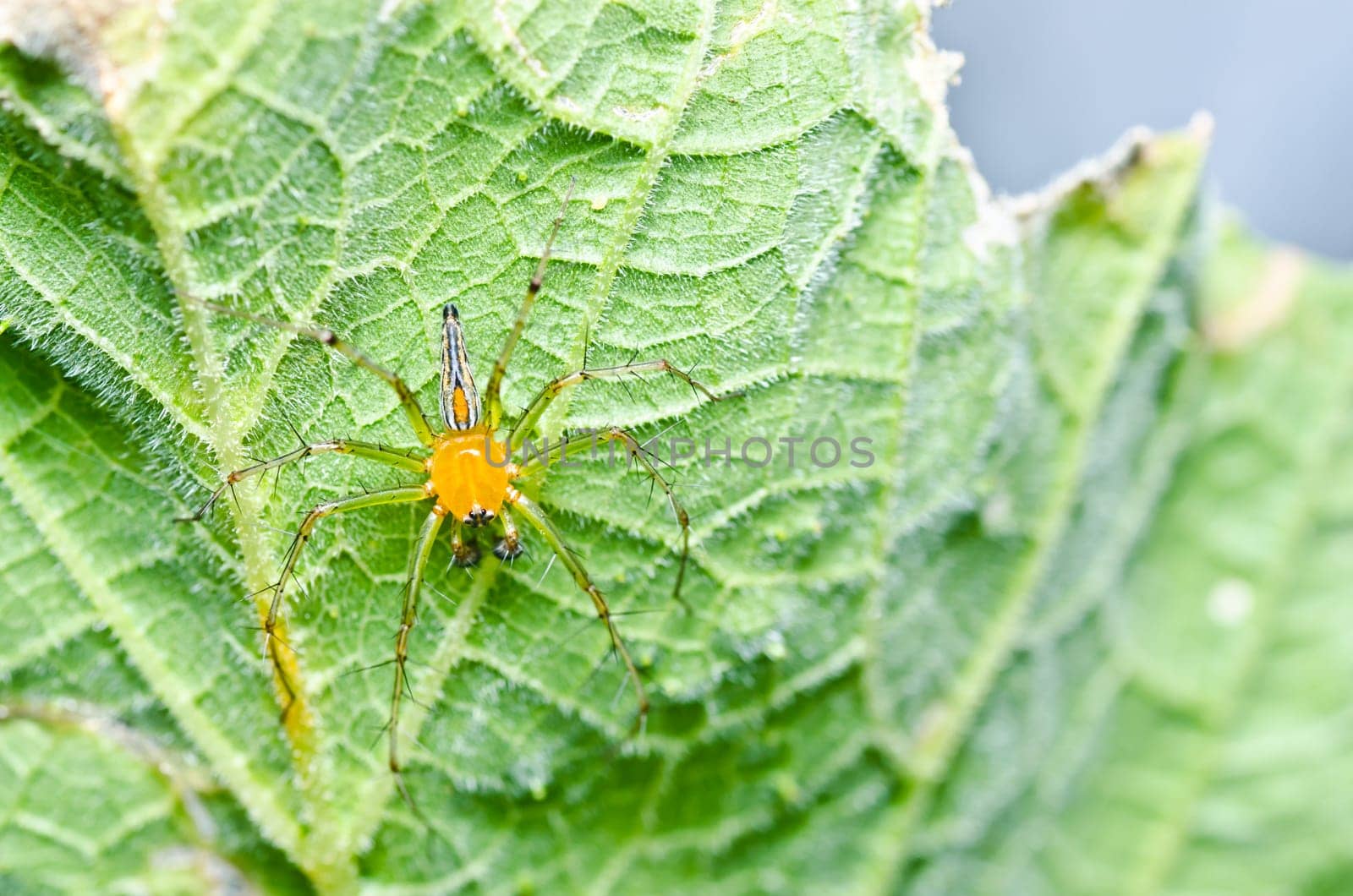 long legs spider in green nature or in garden