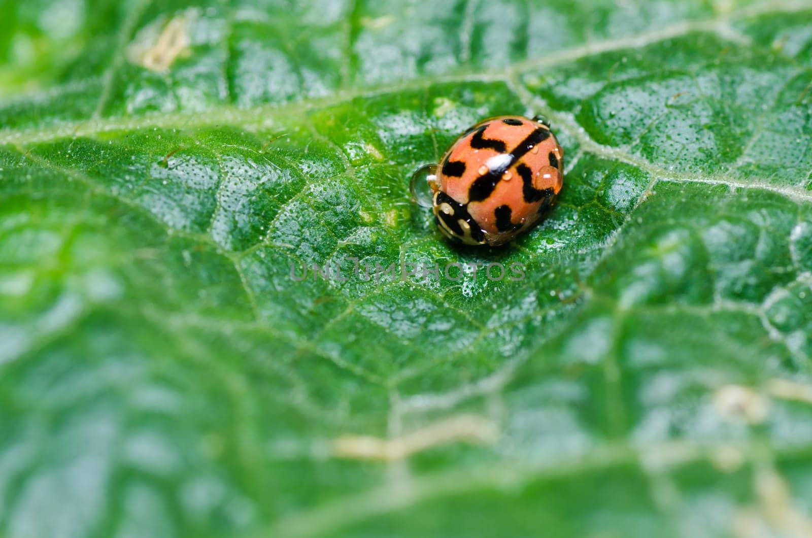 ladybug in green nature or in the garden