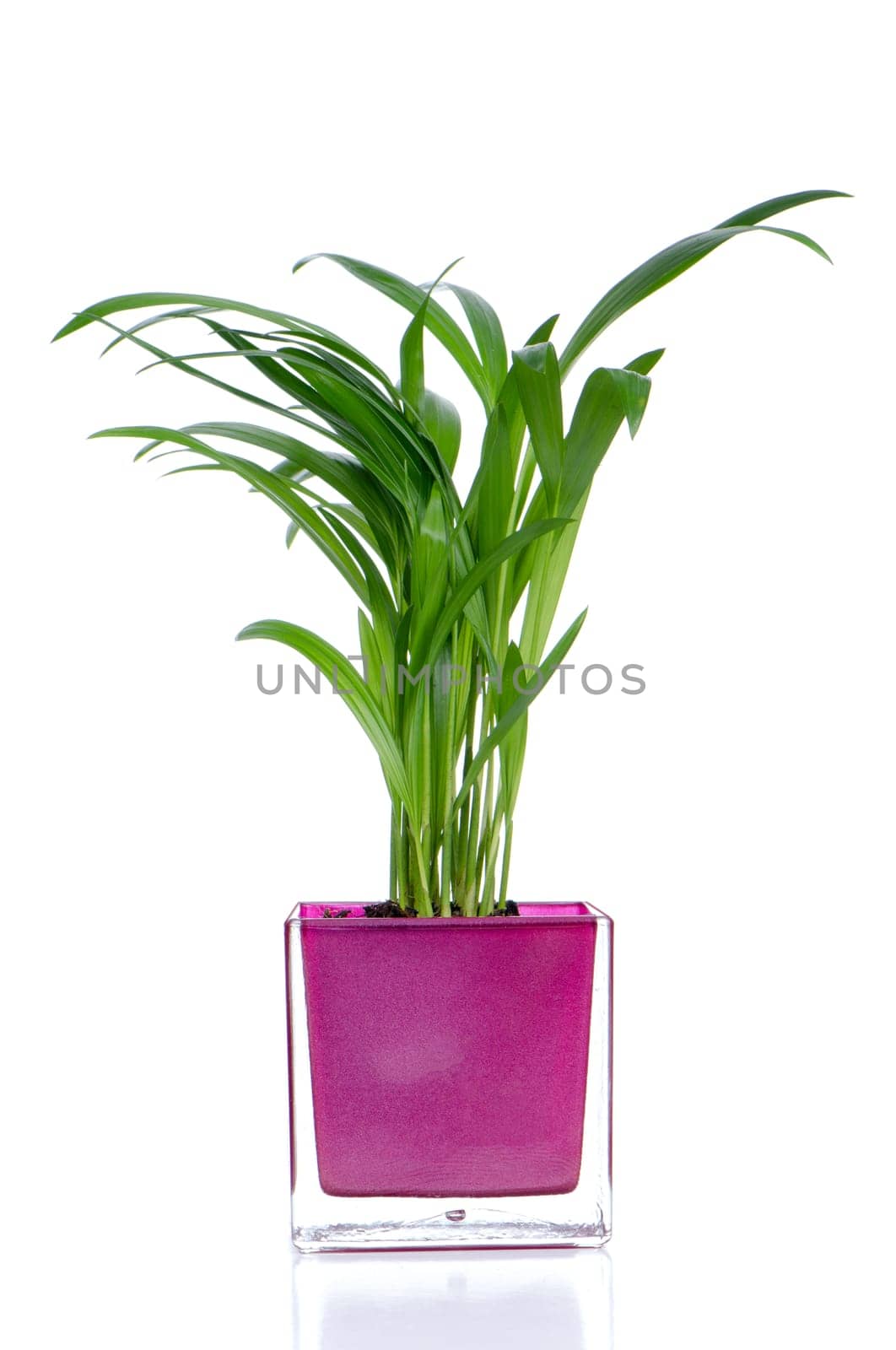 Houseplant in glass pot isolated on white background.