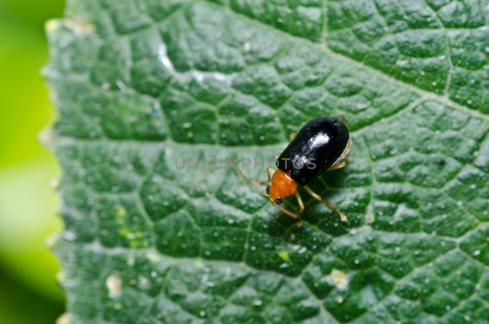 orange beetle in green nature or the garden