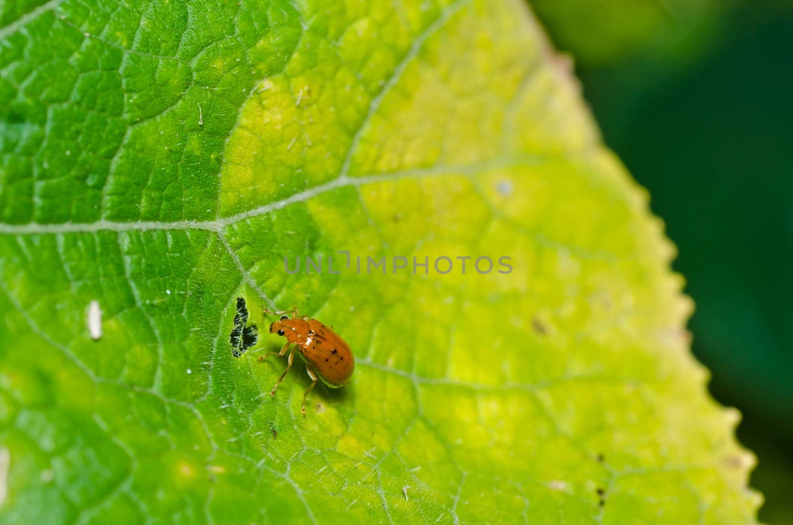 orange beetle in green nature or the garden
