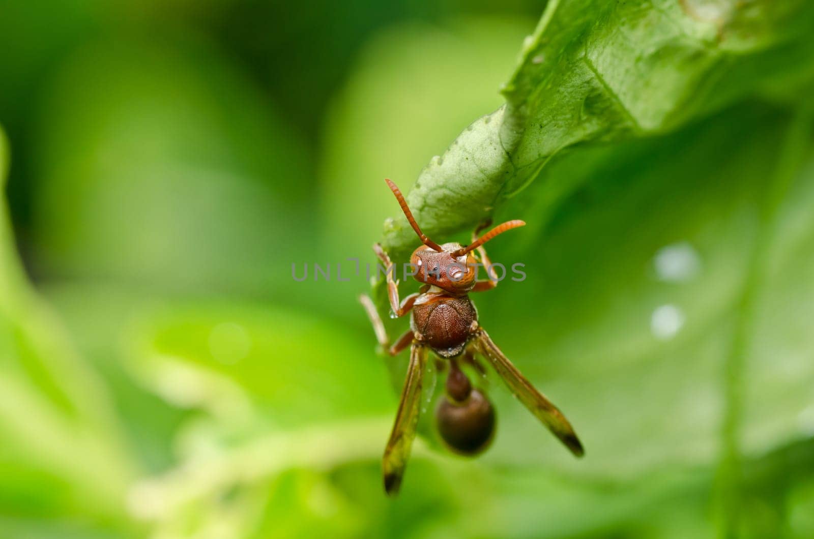 wasp in green nature or in garden. It's danger.