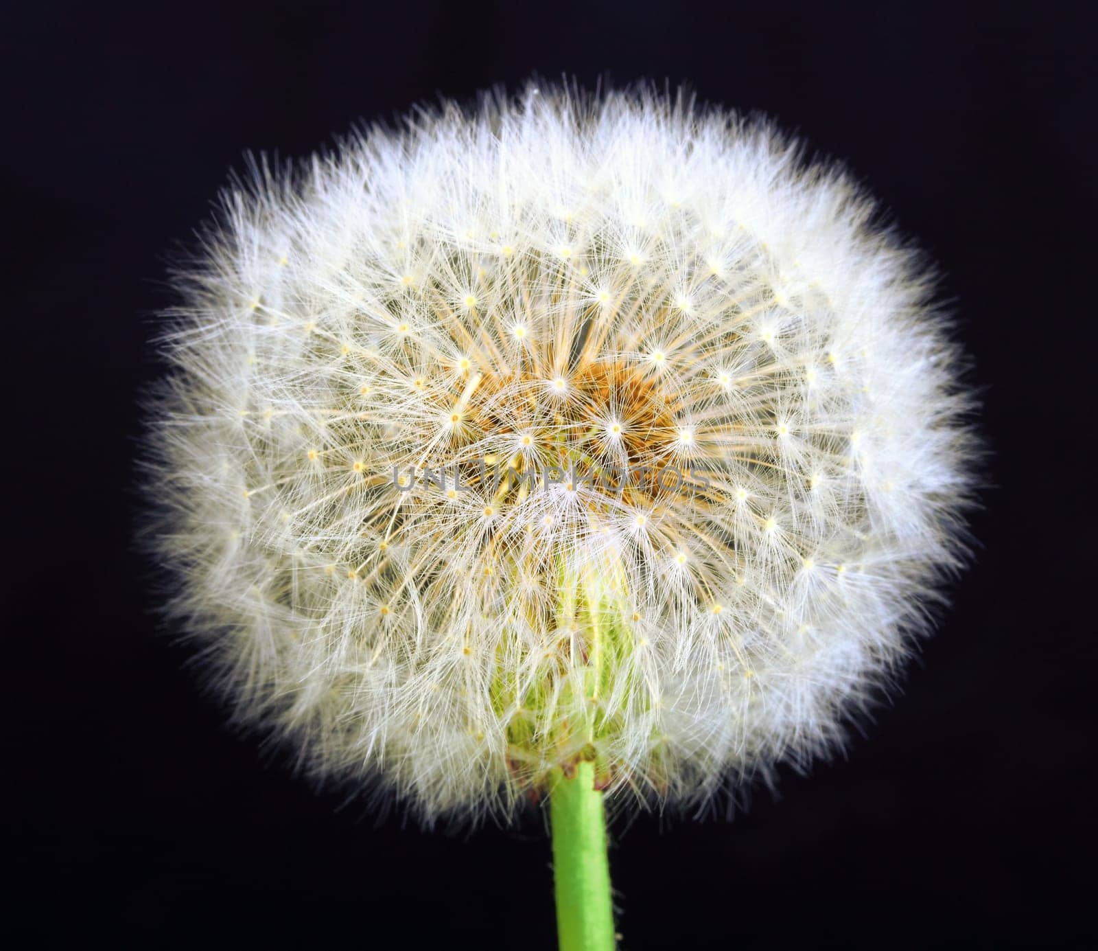 Single dandelion on black background. Close-up. Studio photography.