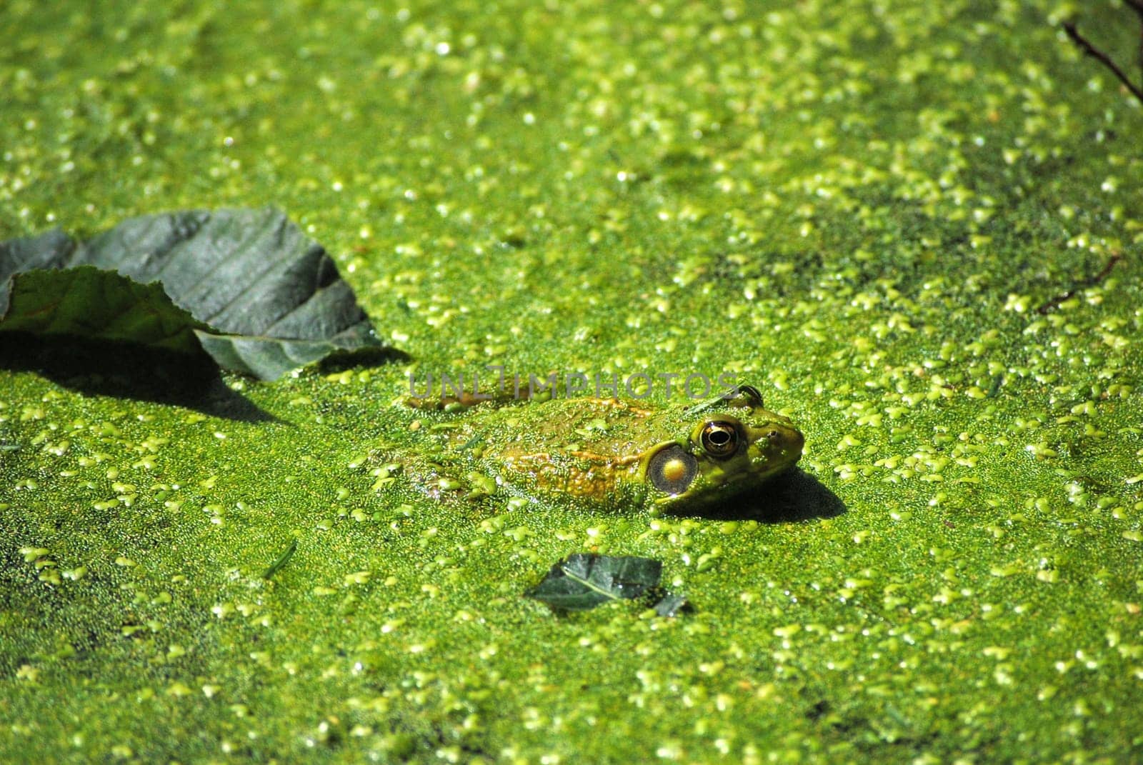 leopard frog sits in an algae covered pond
