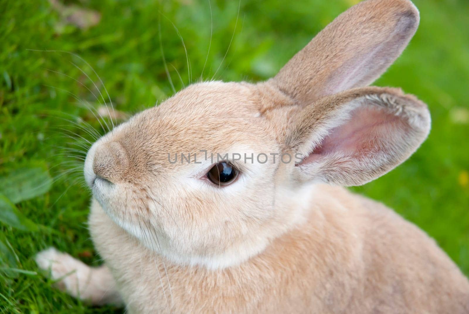 Portrait of a Cute rabbit On Green Meadow. Easter Concept