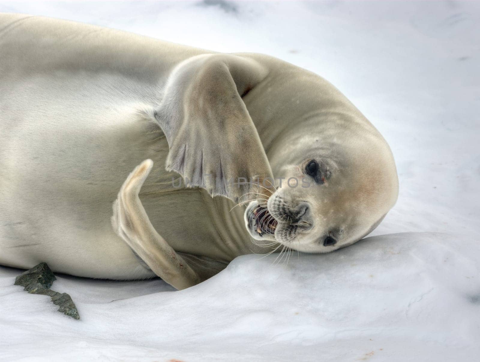 Crabeater Seal loosing the fur at antarctica