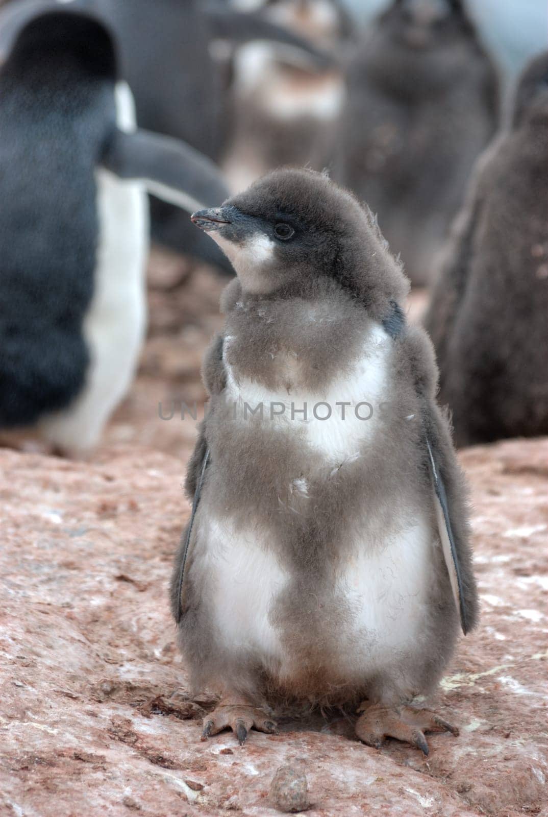 Penguin on the stone coast of Antarctica