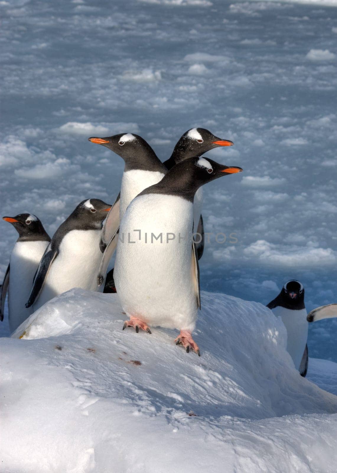 Lots of penguins standing on rocks