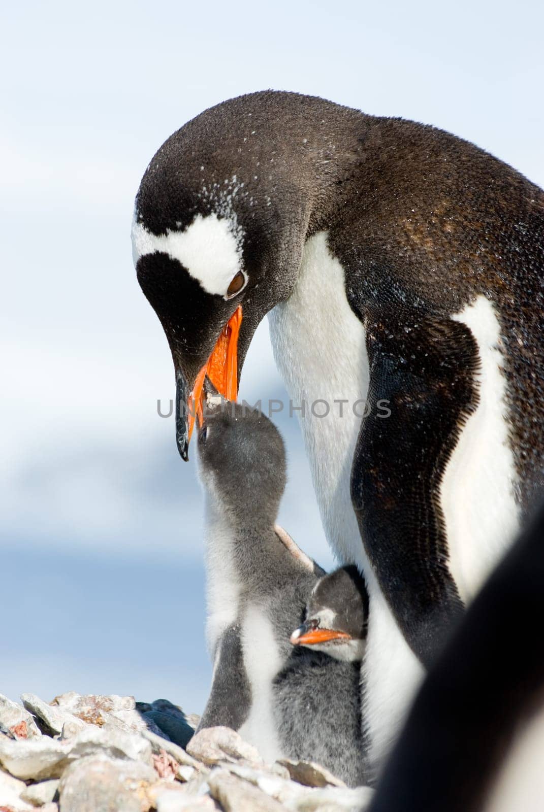 Penguin Mother and her two Children in Antarctica