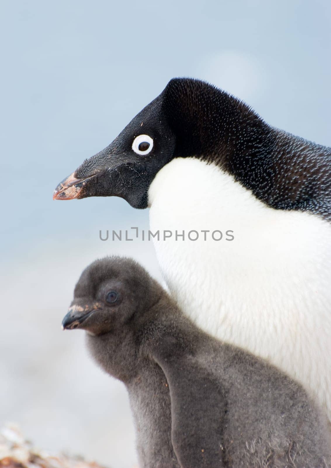 Penguin Mother and her two Children in Antarctica