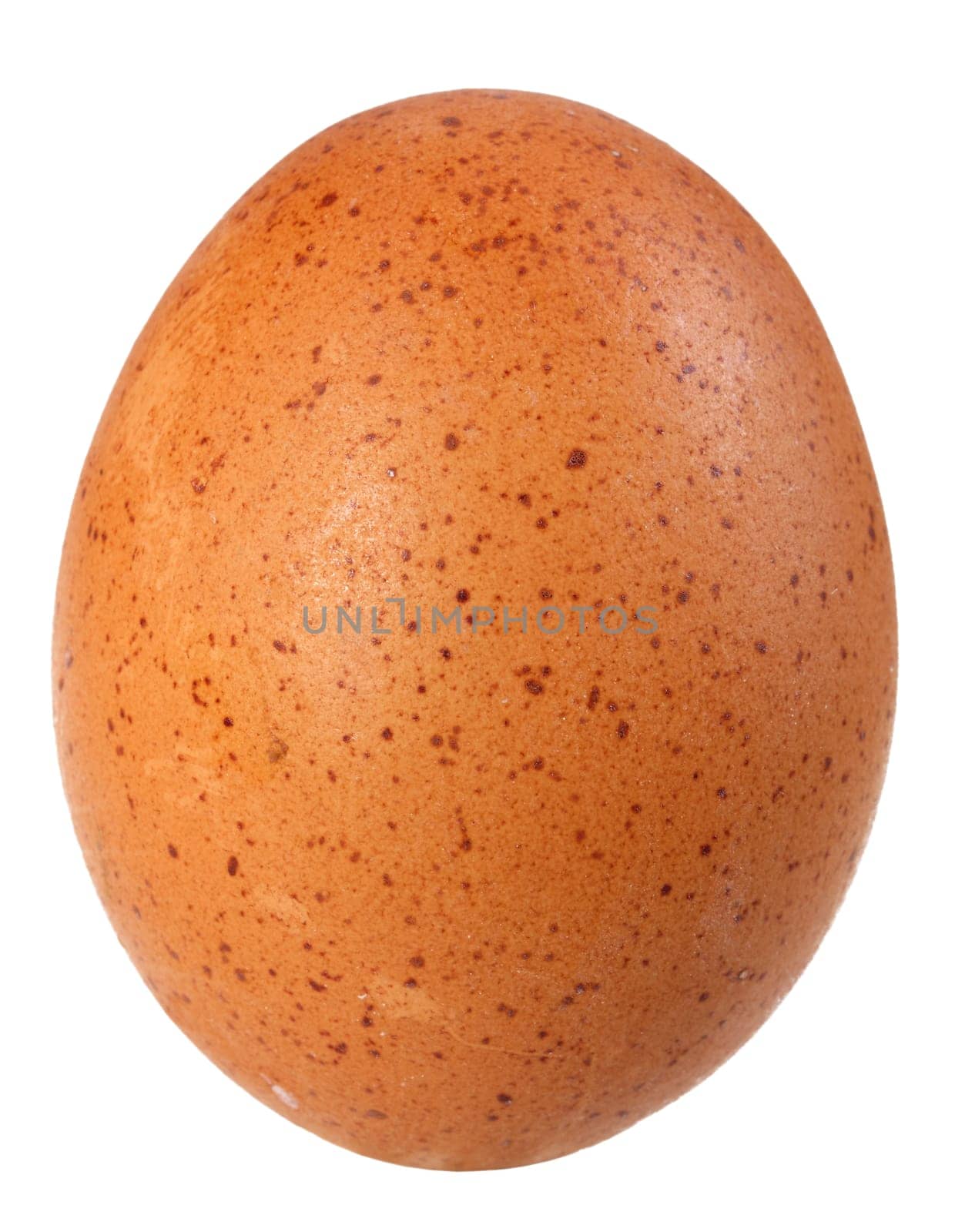 Only single brown bird egg. Isolated on white background. Close-up. Studio photography.