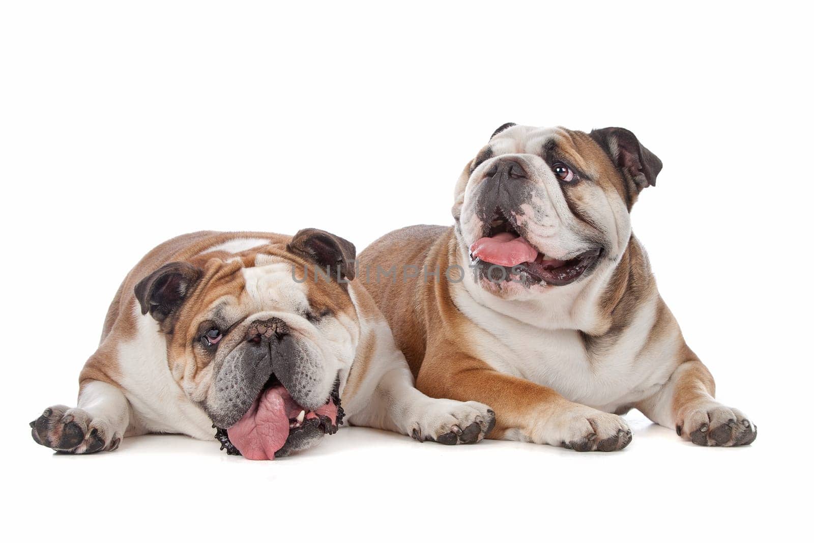 two English bulldogs in front of a white background