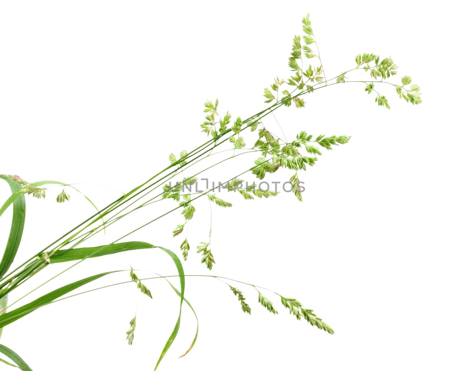 White background with single branch of green grass. Close-up. Studio photography.