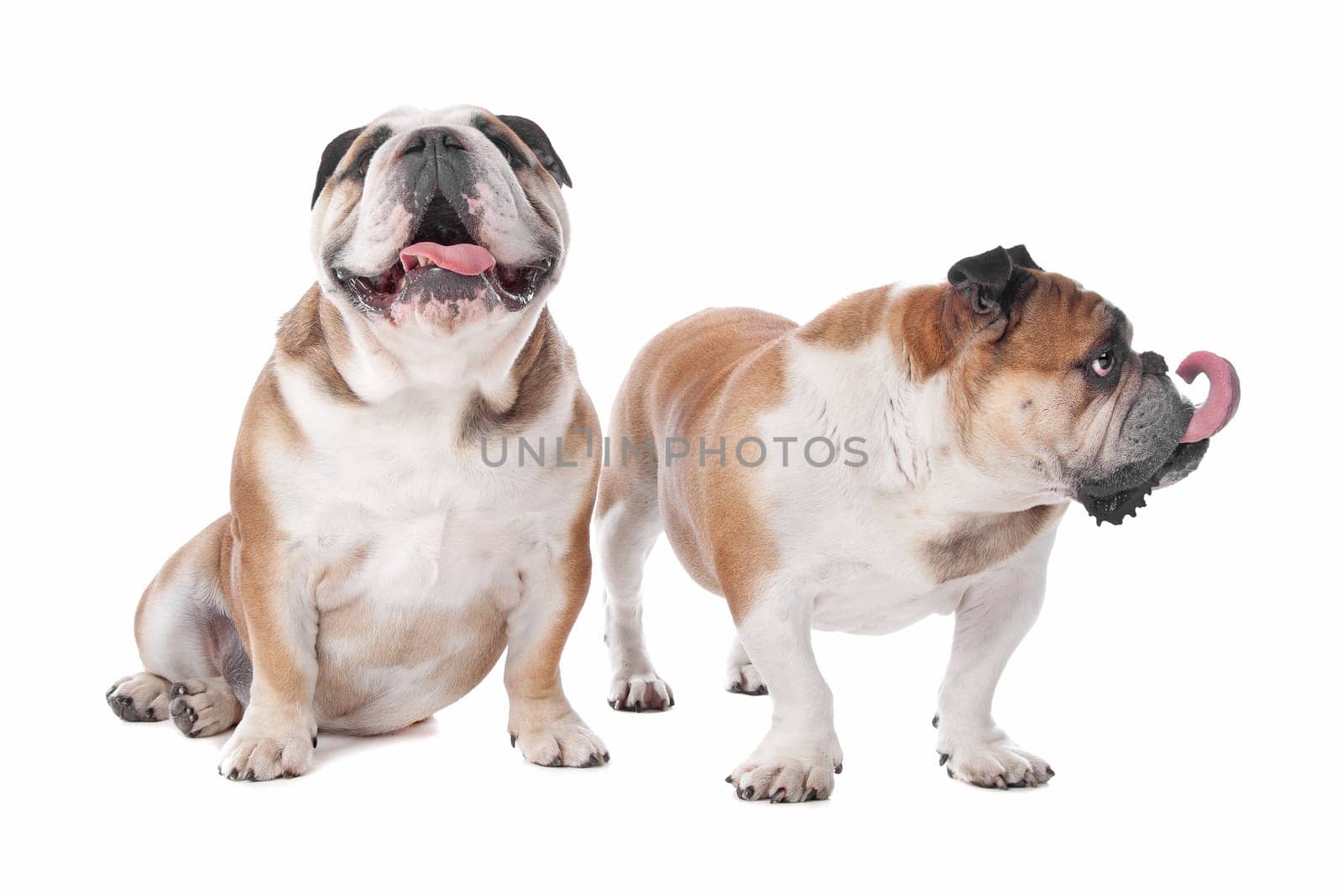 two English bulldogs in front of a white background