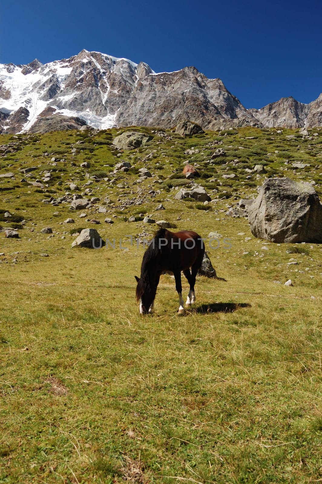 Grazing horse at mountain pasture, Monte Rosa in background