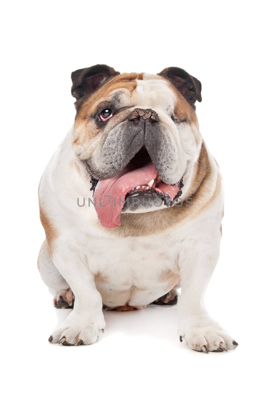 English bulldog in front of a white background