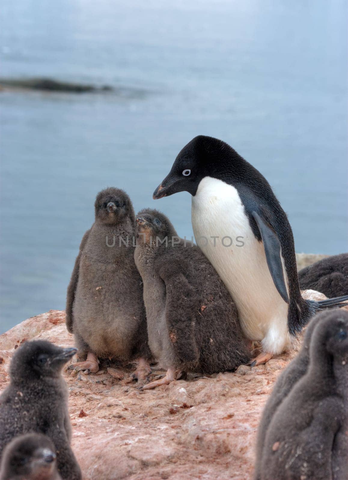 Lots of penguins standing on rocks