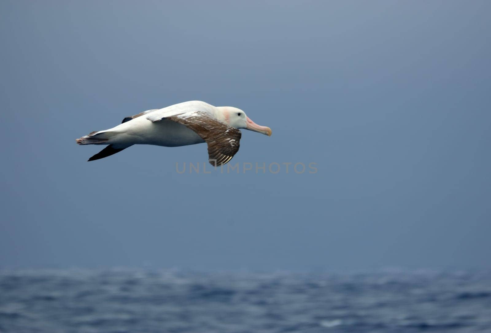 Wandering albatross in flight over the ocean.
