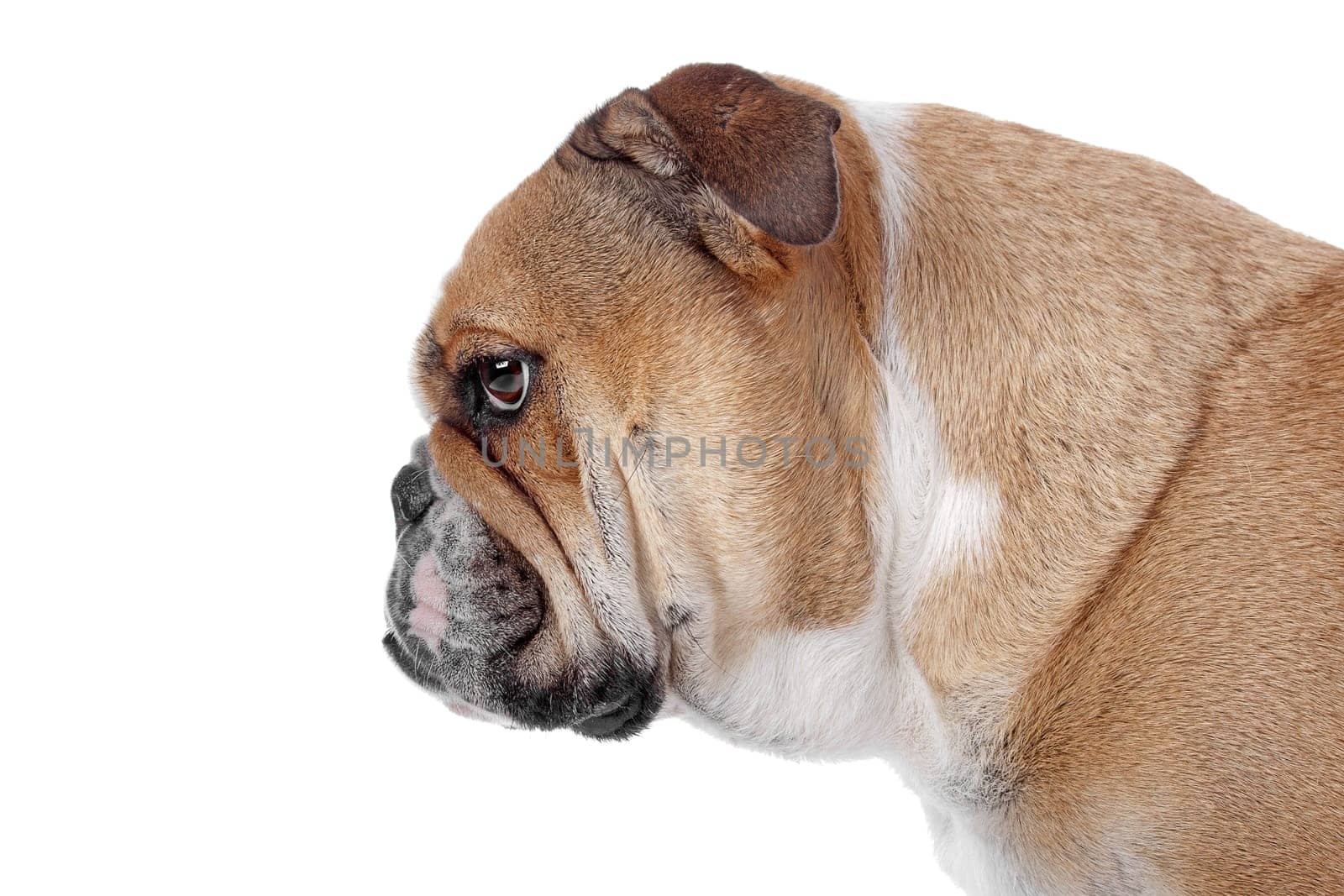 English bulldog in front of a white background