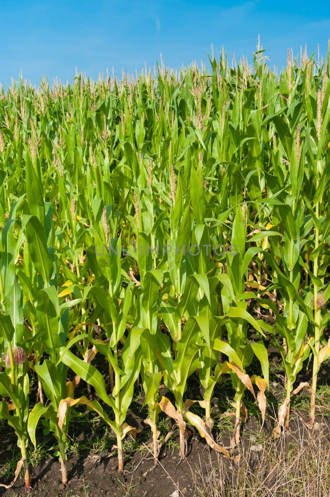 beautiful green maize field under a blue sky