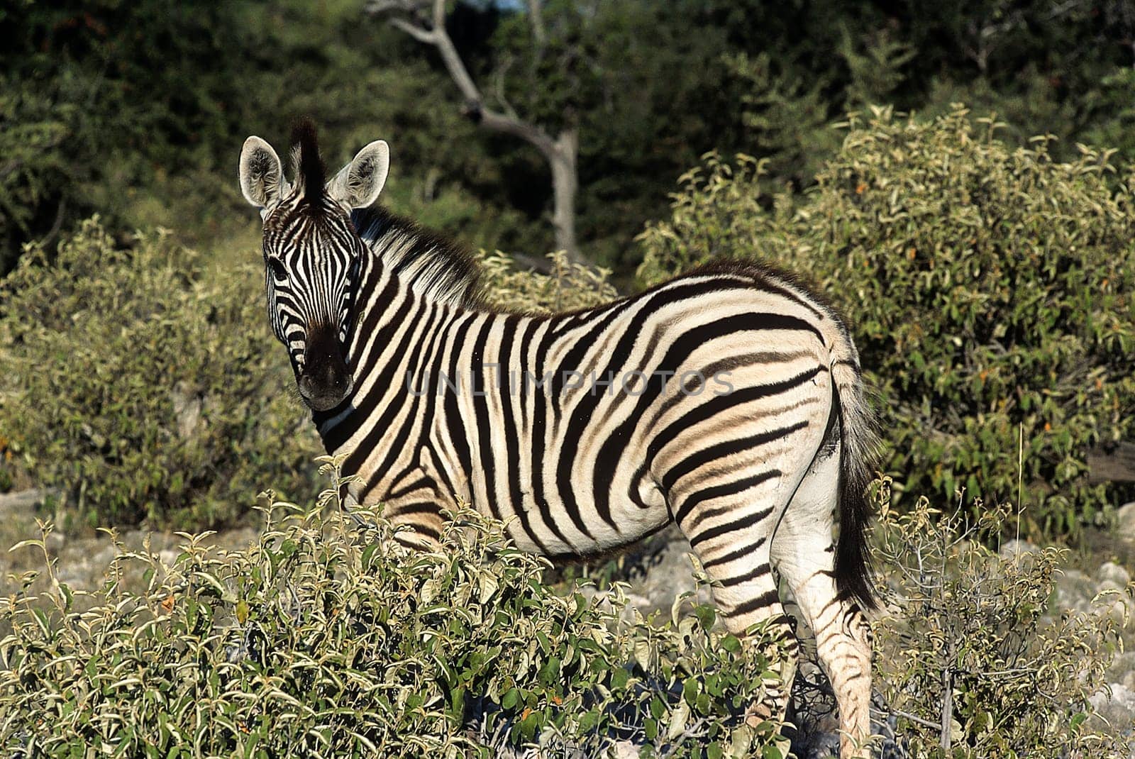 Plains Zebra, (Equus burchellii), Africa, Namibia, Oshikoto, Etosha National Park