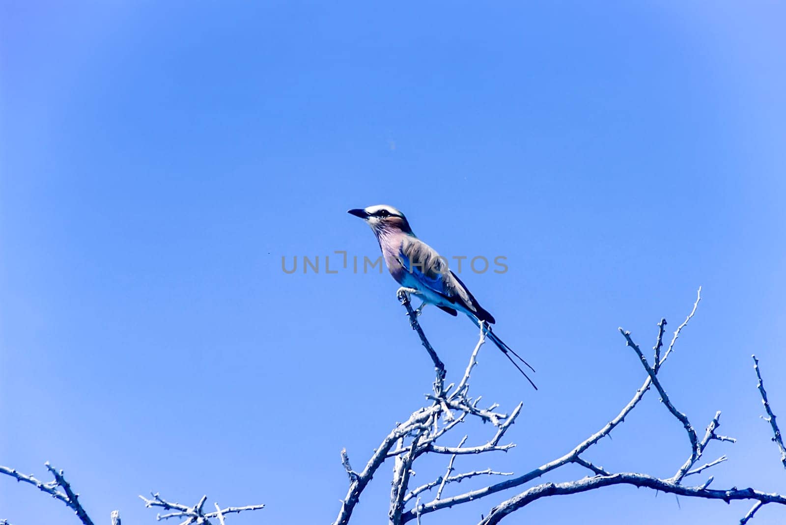 Lilacbreasted Roller, (Coracias caudata), Africa, Namibia, Oshikoto, Etosha National Park