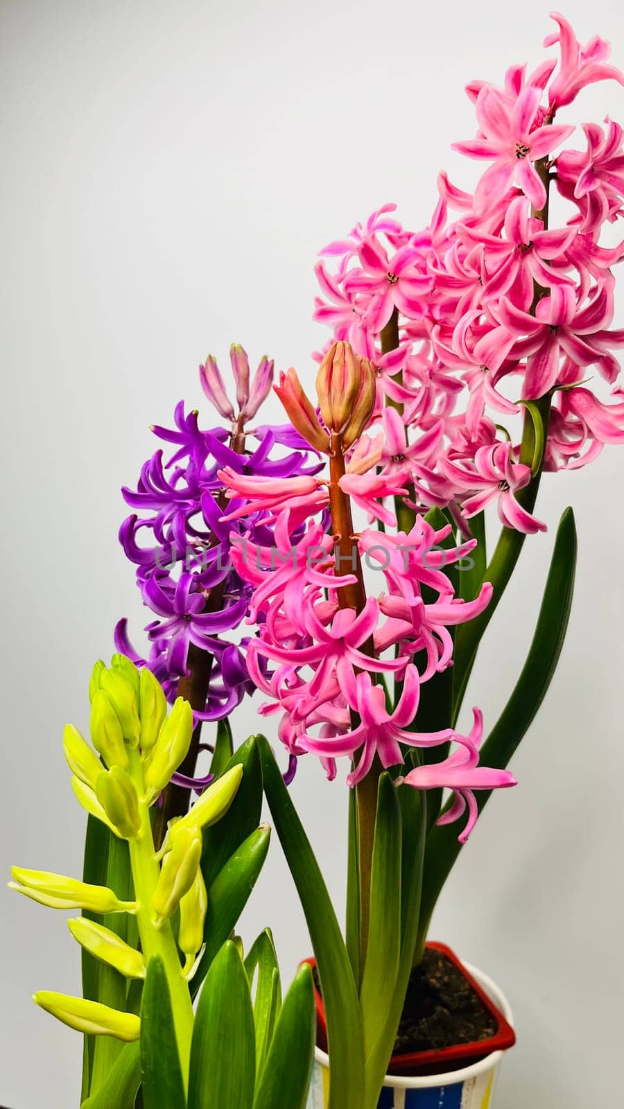 bouquet of multicolored hyacinths on a white background mz
