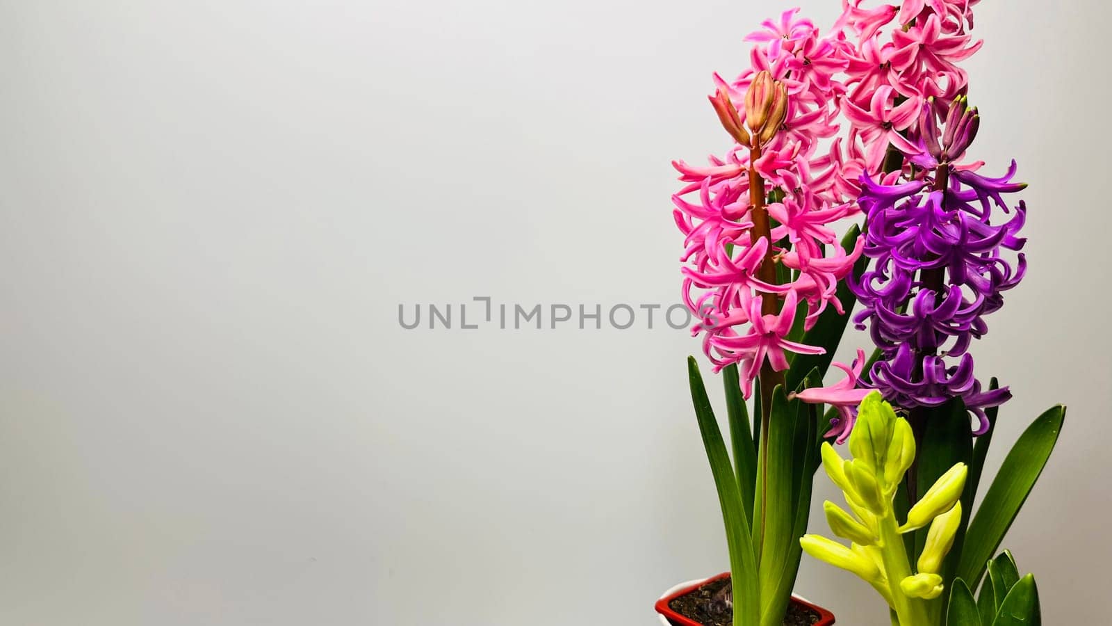 bouquet of multicolored hyacinths on a white background mz