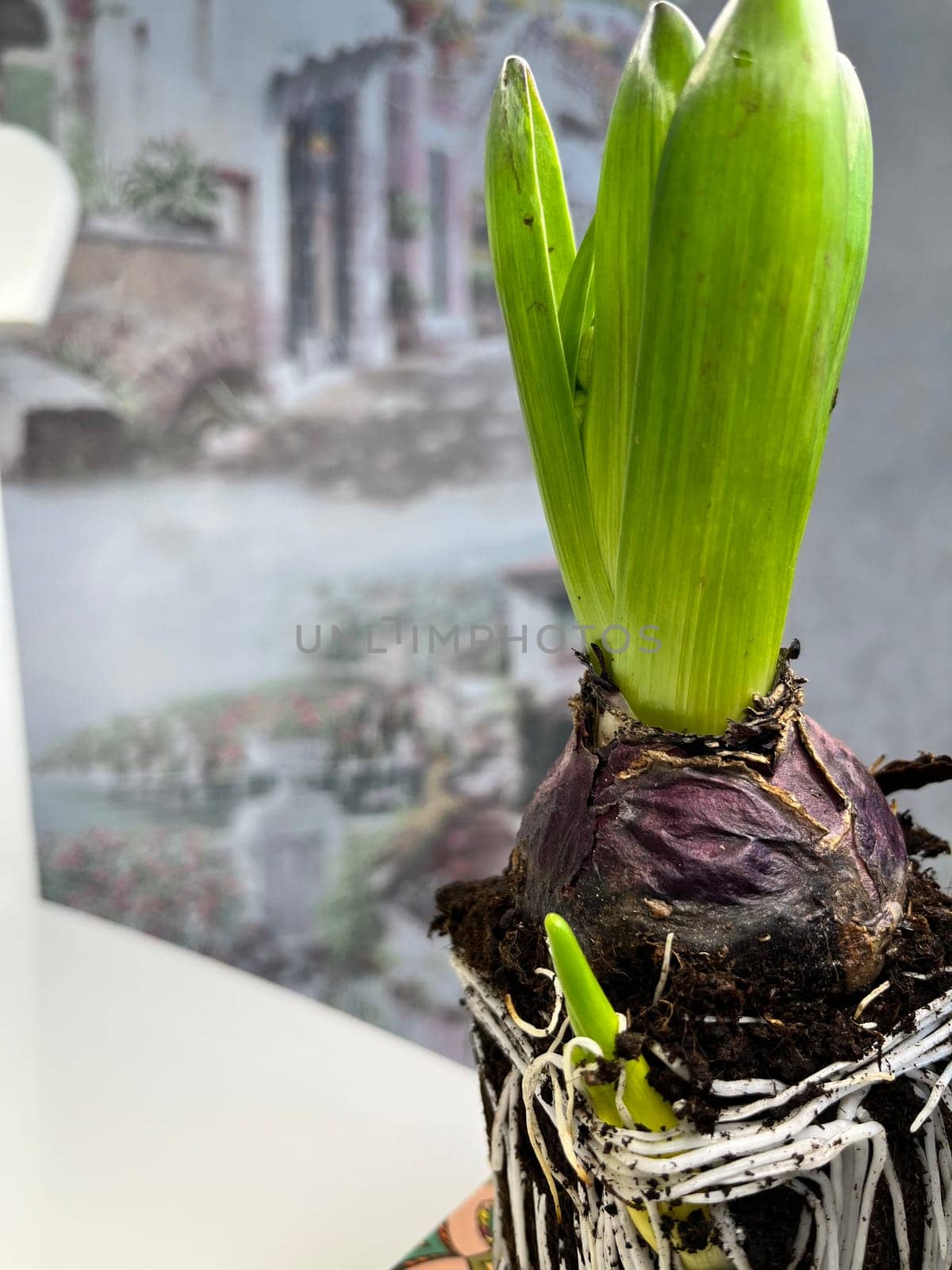 ready-to-plant indoor bulbous hyacinth flower close-up with roots