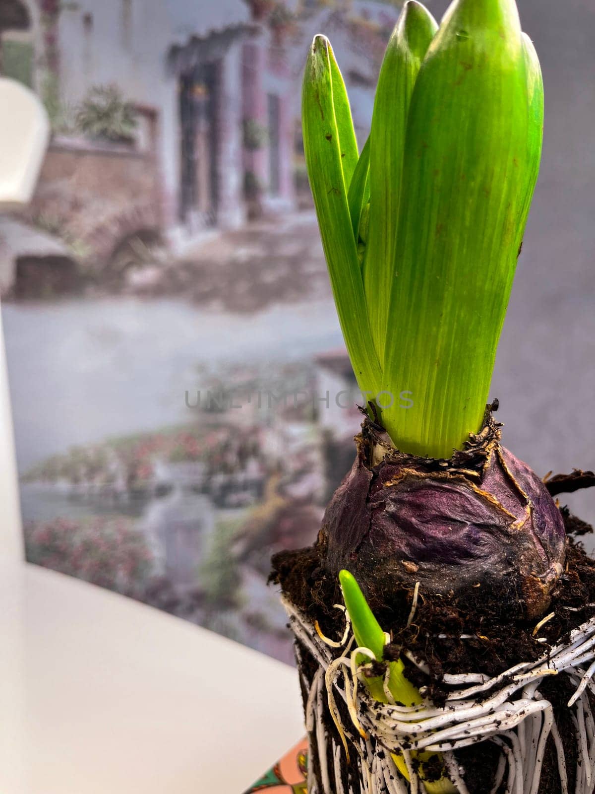 ready-to-plant indoor bulbous hyacinth flower close-up with roots