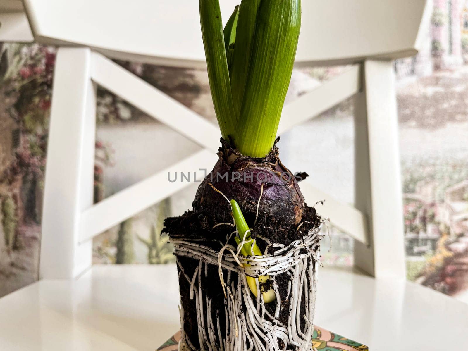 ready-to-plant indoor bulbous hyacinth flower close-up with roots