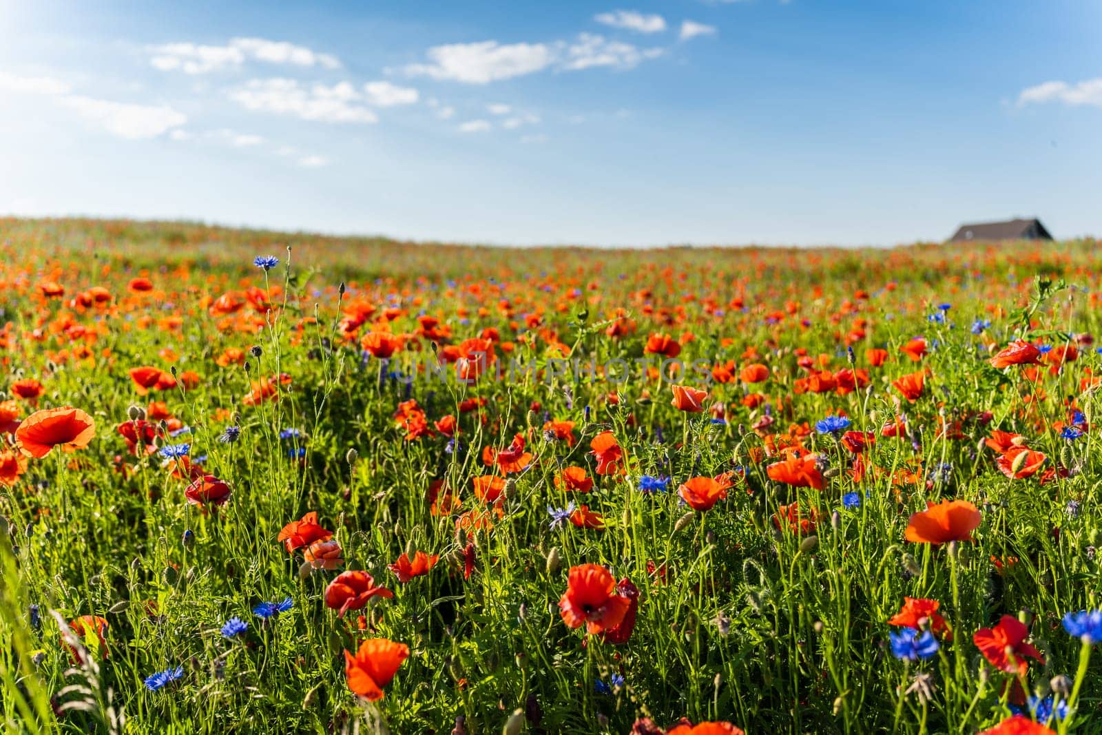 Meadow of flowering red field poppies in early summer.