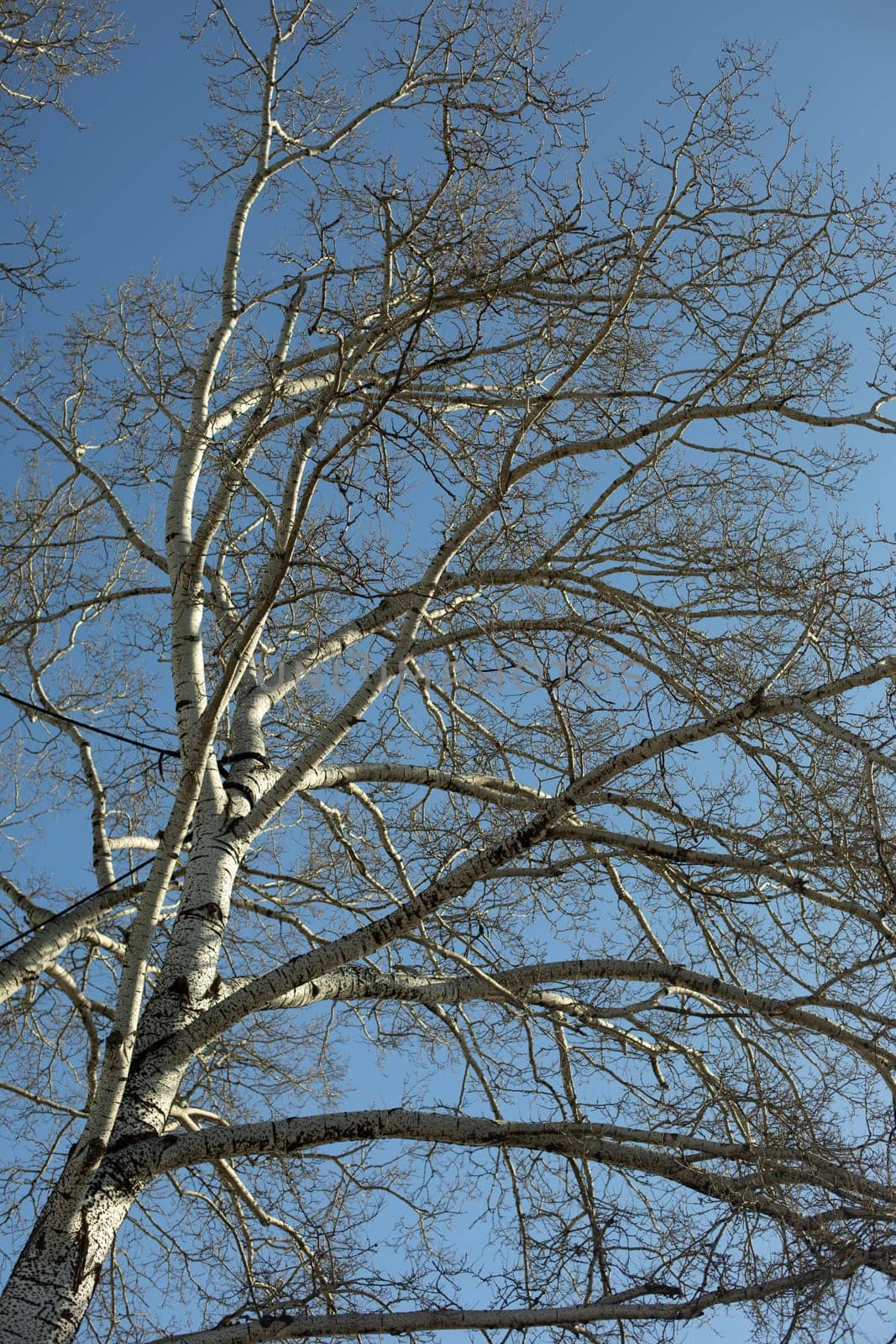 Tall birch. Vertical photo of tree. Birch in spring.