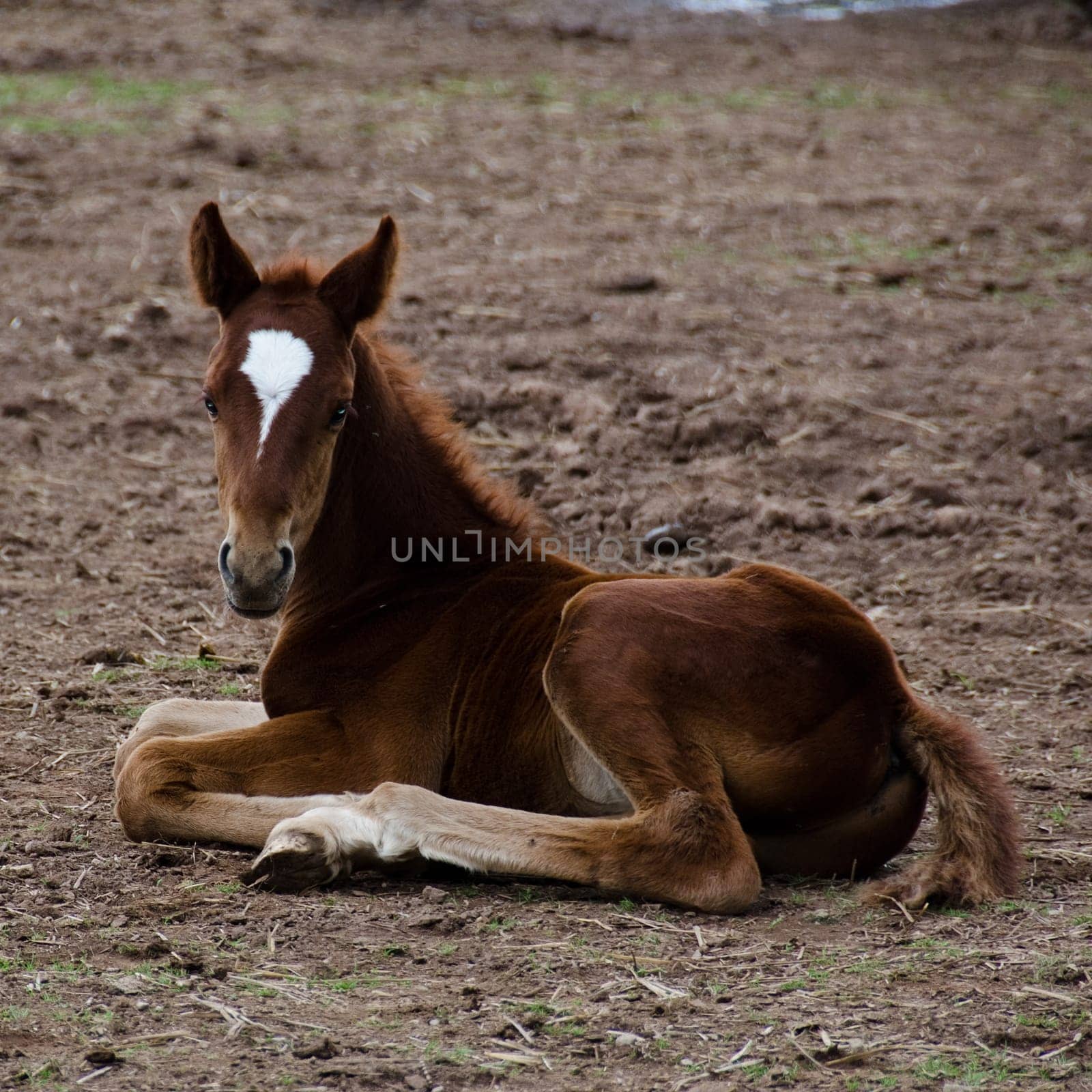A brown horse foal with white facial marking sitting on the ground