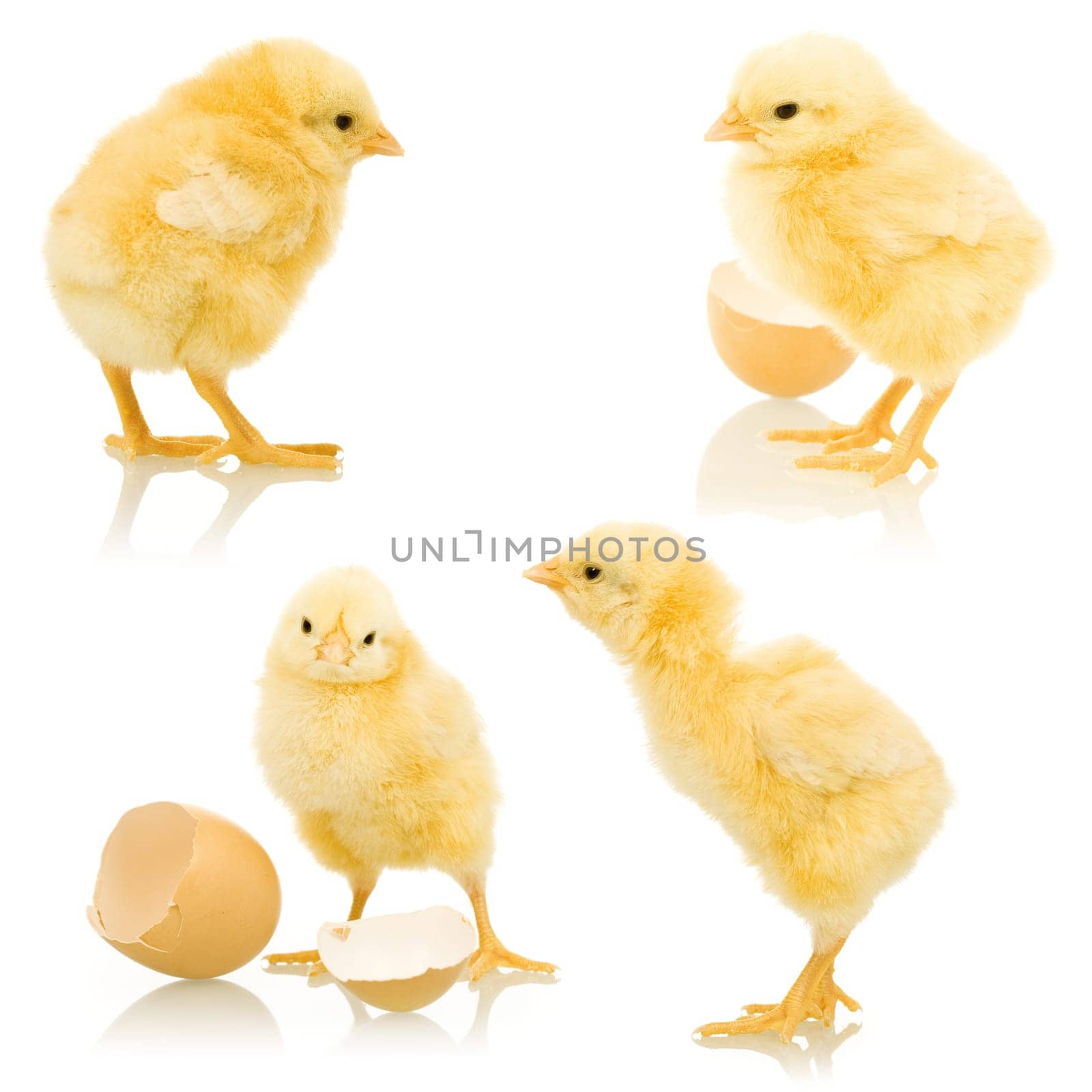 Four little yellow chickens isolated with a bit of reflection