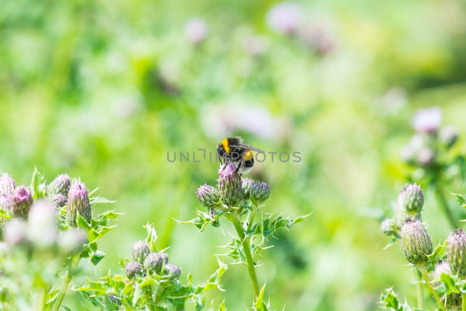 bee on a wild growing thistle flower