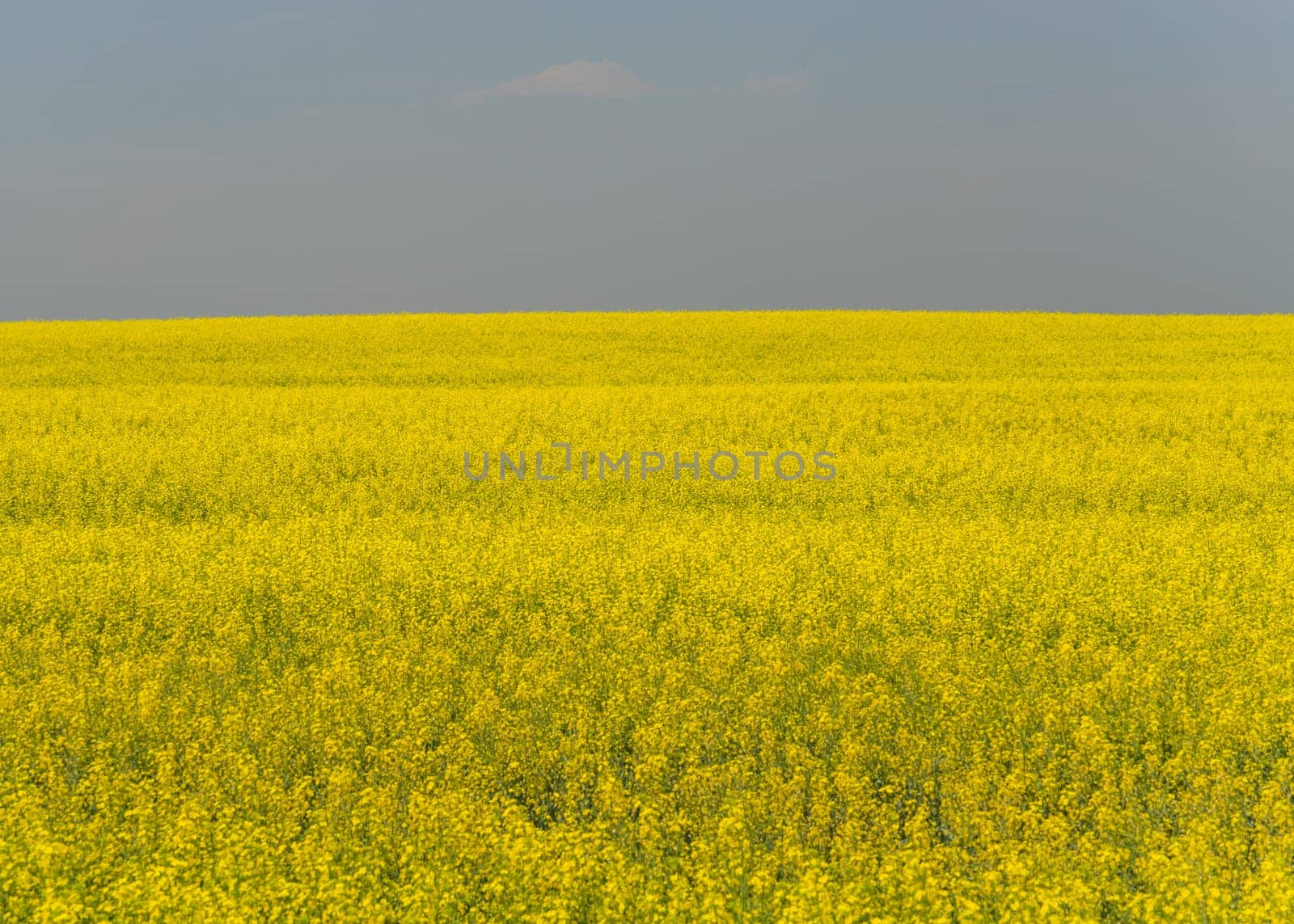 Bright canola field landscape with a smokey sky.