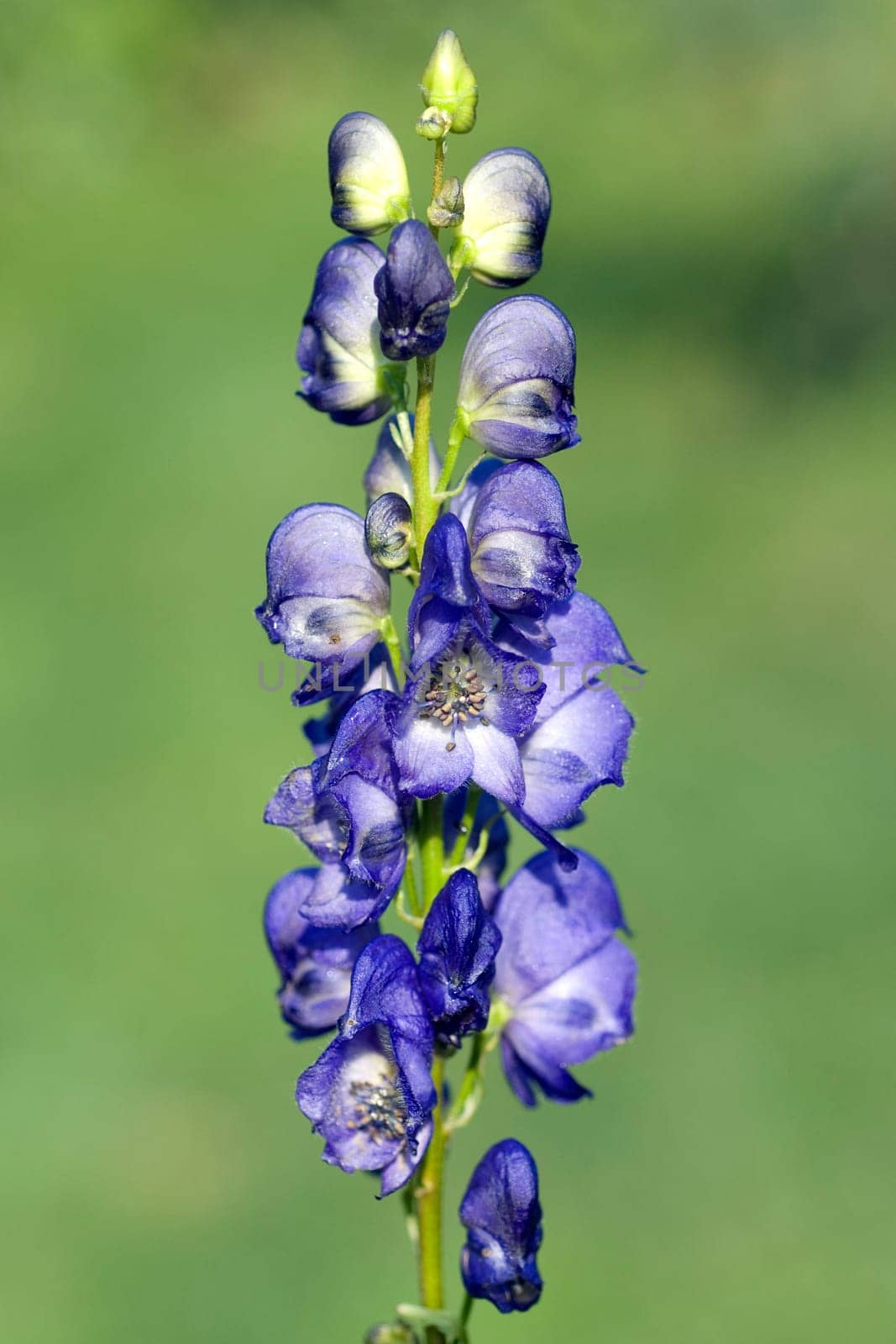 Eisenhut  Aconitium  Napellus