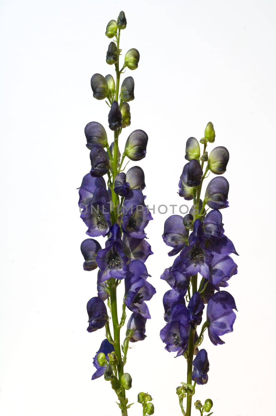 Eisenhut  Aconitium  Napellus