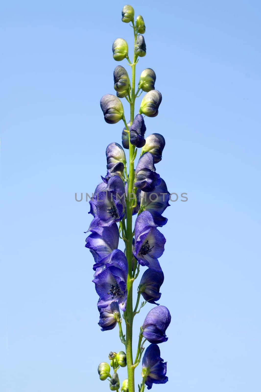 Eisenhut  Aconitium  Napellus