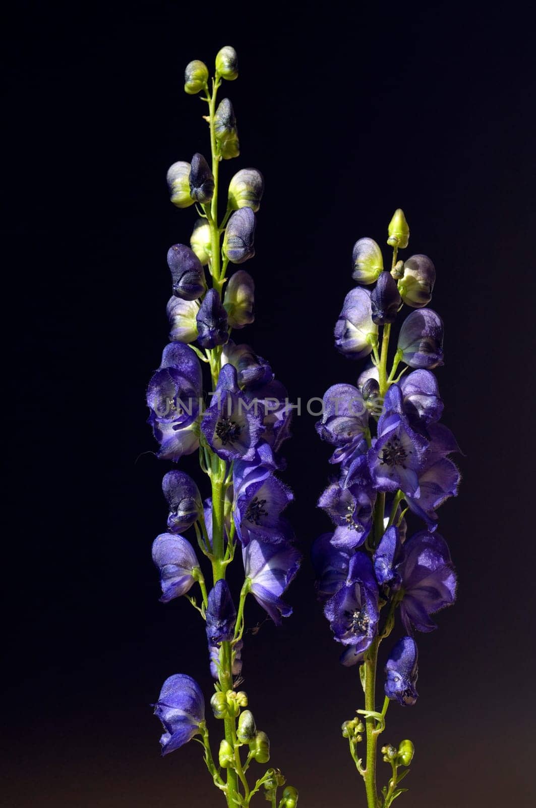 Eisenhut  Aconitium  Napellus